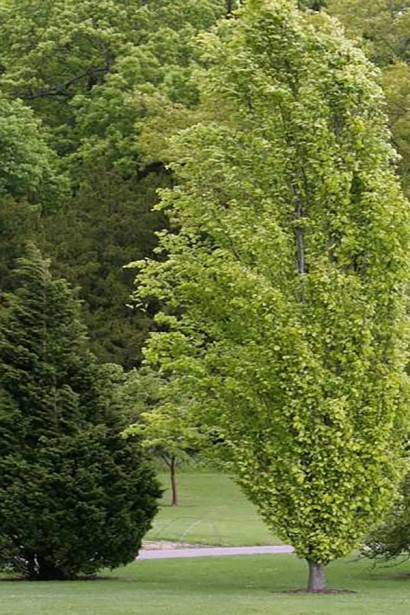 Бук Девік Голд на весні